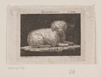 Giordano, ein liegender Hund