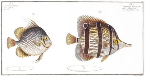 Kugelfisch und Schnabelfisch, veröffentlicht von Black