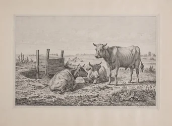 Ein Stier und zwei Kühe