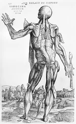 Anatomische Studie, Illustration aus 