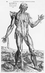 Anatomische Studie, Illustration aus 