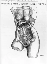 Tafel aus dem Traktat „De Humani Corporis Fabrica libri septem“ von André Vésale (1514-1564), niederländischer Anatom. Basel 1543.