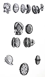 Die Tafeln aus dem fünften Buch der De Humani Corporis Fabrica