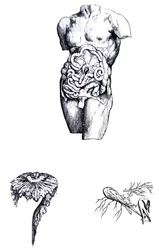 Die Tafeln aus dem fünften Buch der De Humani Corporis Fabrica