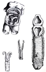 Die Platten aus dem fünften Buch der De Humani Corporis Fabrica