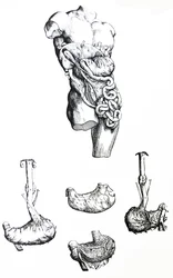 Die Tafeln aus dem fünften Buch der De Humani Corporis Fabrica