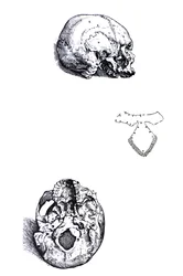 Die Tafeln aus dem ersten Buch der De Humani Corporis Fabrica