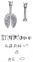 Die Tafeln aus dem ersten Buch der De Humani Corporis Fabrica