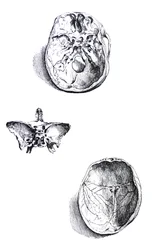 Die Tafeln aus dem ersten Buch der De Humani Corporis Fabrica