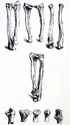 Die Tafeln aus dem ersten Buch der De Humani Corporis Fabrica