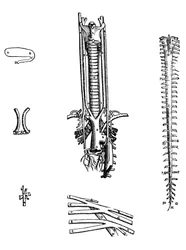 Die Platten aus dem vierten Buch der De Humani Corporis Fabrica
