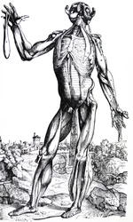 Die Platten aus dem zweiten Buch der De Humani Corporis Fabrica