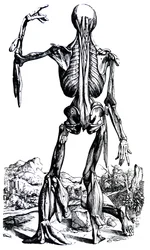 Die Tafeln aus dem zweiten Buch der De Humani Corporis Fabrica