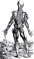 Die Platten aus dem zweiten Buch der De Humani Corporis Fabrica