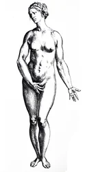 Die Tafeln aus dem siebten Buch der De Humani Corporis Fabrica