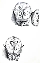 Die Tafeln aus dem siebten Buch der De Humani Corporis Fabrica