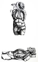 Die Tafeln aus dem sechsten Buch der De Humani Corporis Fabrica