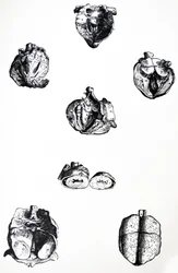 Die Tafeln aus dem sechsten Buch der De Humani Corporis Fabrica