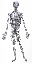 Die Tafeln aus dem dritten Buch der De Humani Corporis Fabrica
