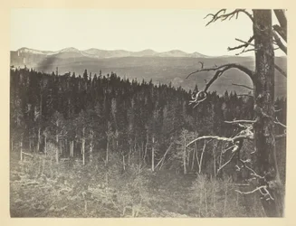 Schnee und Baumgrenze, Medicine Bow Mountain