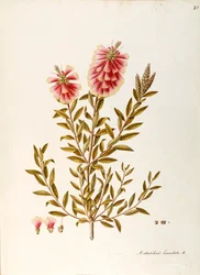 Karminroter Zylinderputzer (Callistemon citrinus Stapf), Myrtaceae, Strauch mit immergrünen Blättern, heimisch in Australien