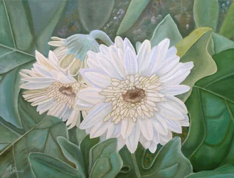 Frische Weiße Gerbera-Blüten