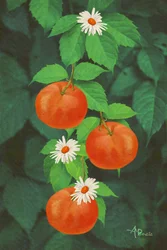 Orangenfrüchte und Gänseblümchen