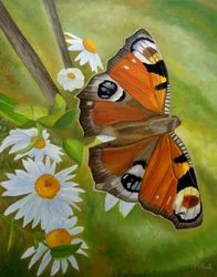 Tagpfauenauge und Gänseblümchen