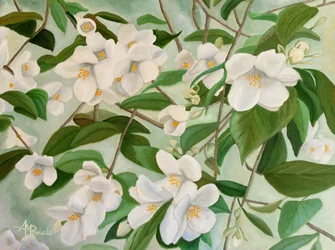 Weiße Jasminblüten