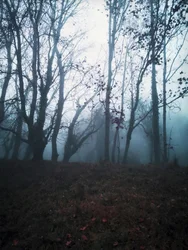 Dunkler nebliger Wald