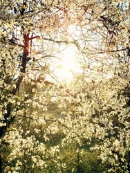 Strahlende Frühlingsblüten