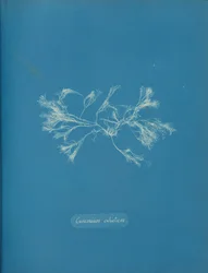 Ceramium ciliatum, ca. 1853