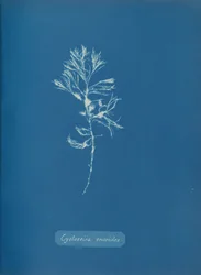 Cystoseira ericoides, ca. 1853