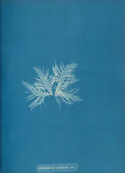 Delesseria sinvosa, var.
