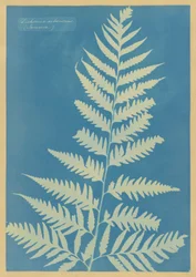 Dichsonia arborescens, Jamaika