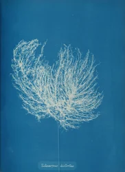 Ectocarpus distantus, ca. 1853