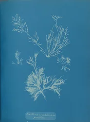 Exillaria crystallinum parasitisch