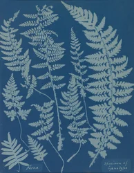 Farne. Exemplar eines Cyanotyps, 1840er Jahre
