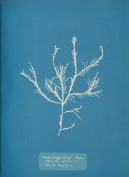 Fucus æruginosus Turner. Med. Meer Sisbon Neu in Großbritannien, ca. 1853
