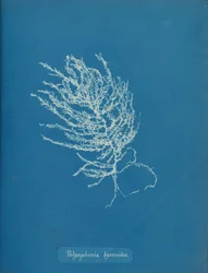 Polysiphonia byssoides