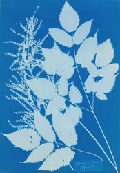 Spiraea aruncus Tirol, 1851-54