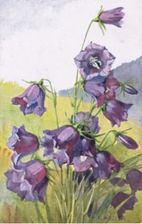 Blaue Blume, Postkarte, 1940er