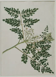 Moringa oleifera, auch Meerrettichbaum oder Trommelstockbaum genannt