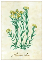 Helicrysium italicum