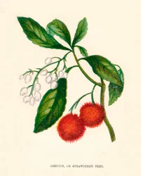Arbutus oder Erdbeerbaum, um 1891, 1891