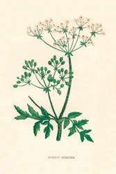 Gefleckter Schierling, um 1891