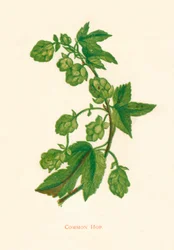 Gemeiner Hopfen, ca. 1891