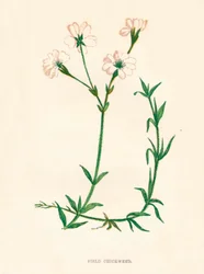 Feld-Hornkraut, ca. 1891, 1891
