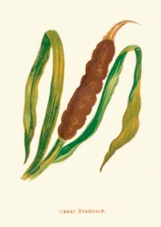 Großes Schilfrohr, ca. 1891