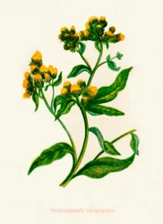 Pflügerspikenard